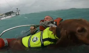 Mỹ điều trực thăng giải cứu người và chó trong bão Helene